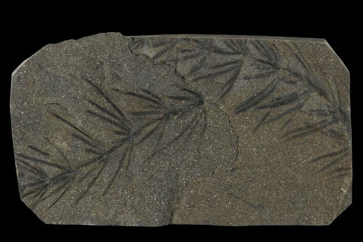 Two Fossil Pennsylvanian Horsetails (Asterophyllites) - France #114631